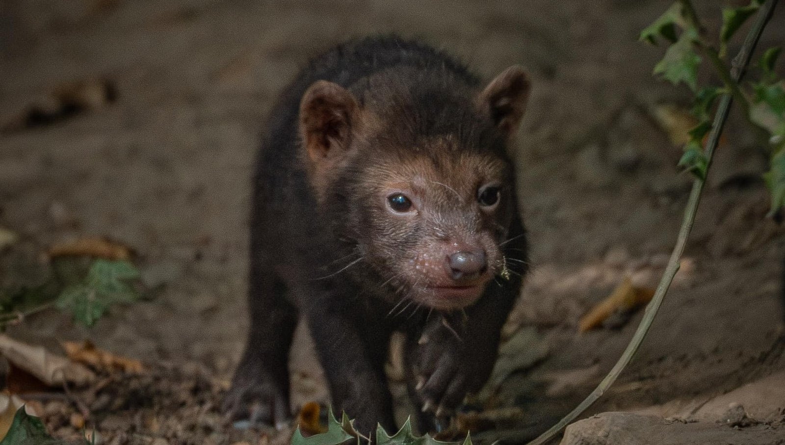 Five rare pups with webbed feet have made their public debut - after keepers first realised they had been born when they heard bird-like chirping underground.