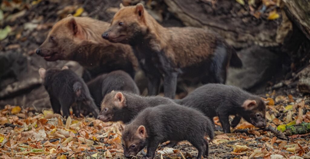 Five rare pups with webbed feet have made their public debut - after keepers first realised they had been born when they heard bird-like chirping underground.