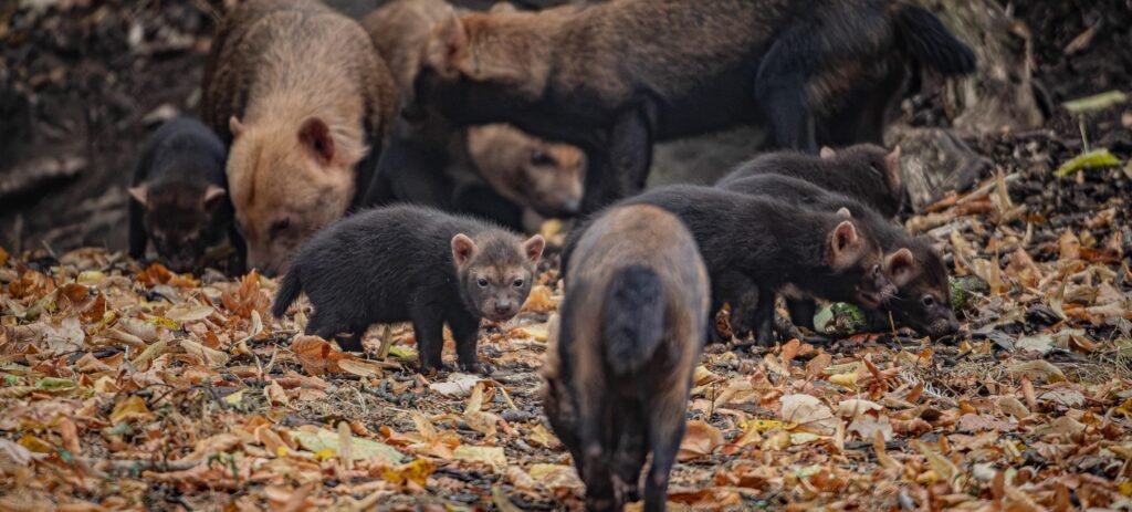 Five rare pups with webbed feet have made their public debut - after keepers first realised they had been born when they heard bird-like chirping underground.