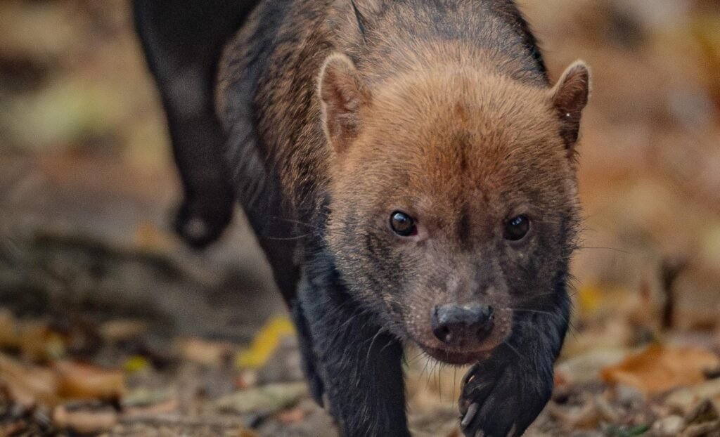 Five rare pups with webbed feet have made their public debut - after keepers first realised they had been born when they heard bird-like chirping underground.