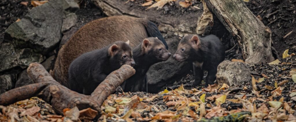 Five rare pups with webbed feet have made their public debut - after keepers first realised they had been born when they heard bird-like chirping underground.
