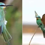 One of Britain's rarest exotic birds, the blue-cheeked bee-eater, has sparked a frenzy on Orkney, with twitchers travelling 1,200 miles for a glimpse.