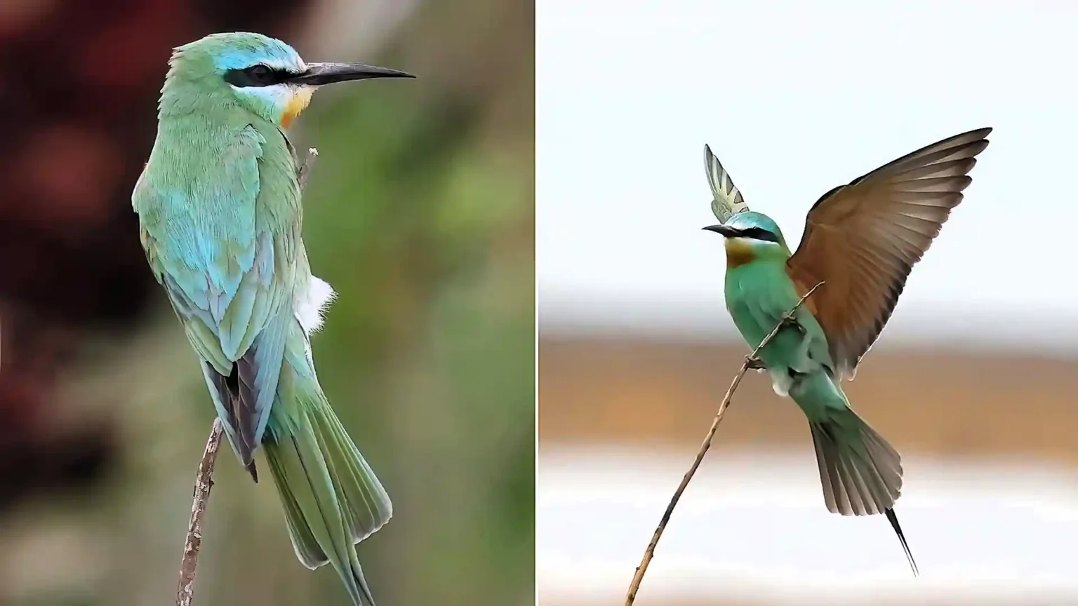 One of Britain's rarest exotic birds, the blue-cheeked bee-eater, has sparked a frenzy on Orkney, with twitchers travelling 1,200 miles for a glimpse.