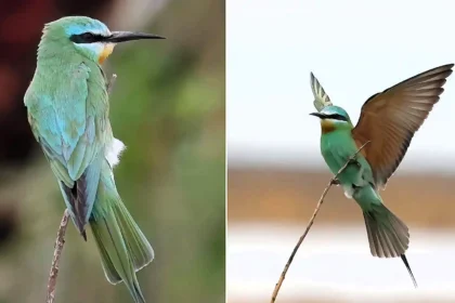One of Britain's rarest exotic birds, the blue-cheeked bee-eater, has sparked a frenzy on Orkney, with twitchers travelling 1,200 miles for a glimpse.