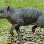A rare piglet born the size of a "grapefruit with legs" could help save her species from extinction as African swine fever devastates wild numbers.
