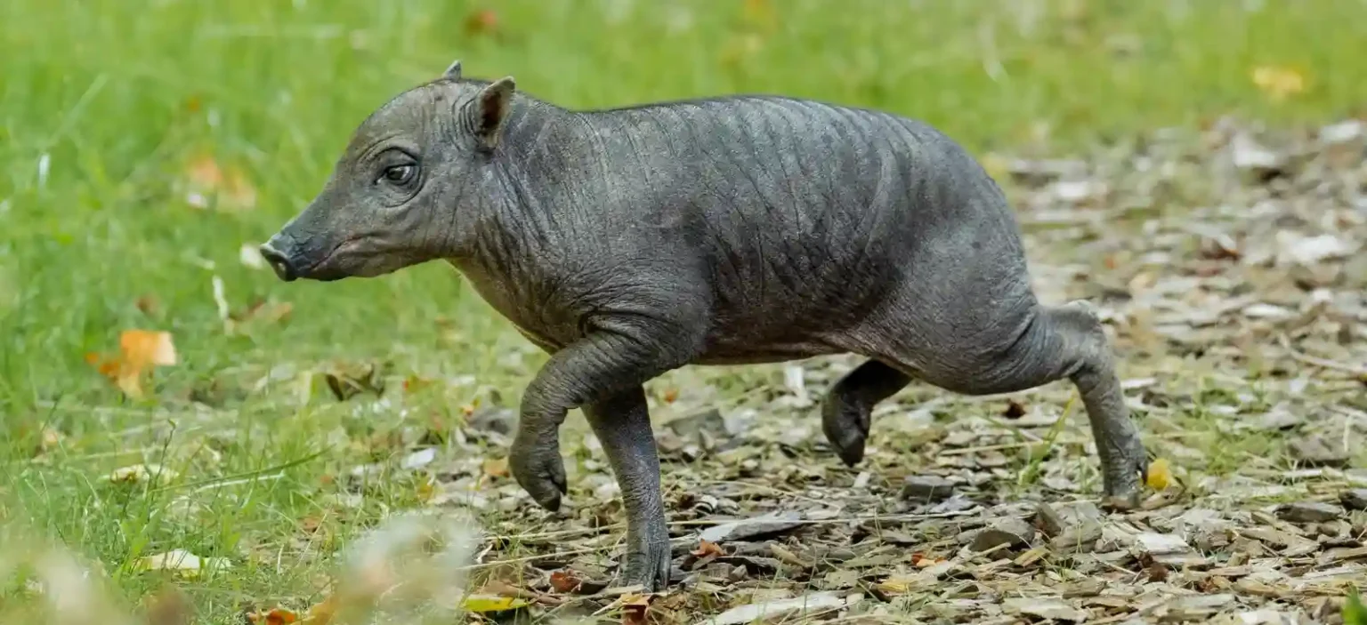 A rare piglet born the size of a "grapefruit with legs" could help save her species from extinction as African swine fever devastates wild numbers.