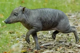 A rare piglet born the size of a "grapefruit with legs" could help save her species from extinction as African swine fever devastates wild numbers.