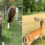 A real-life Doctor Dolittle claims she can talk telepathically with animals - from household pets to dolphins and even insects.