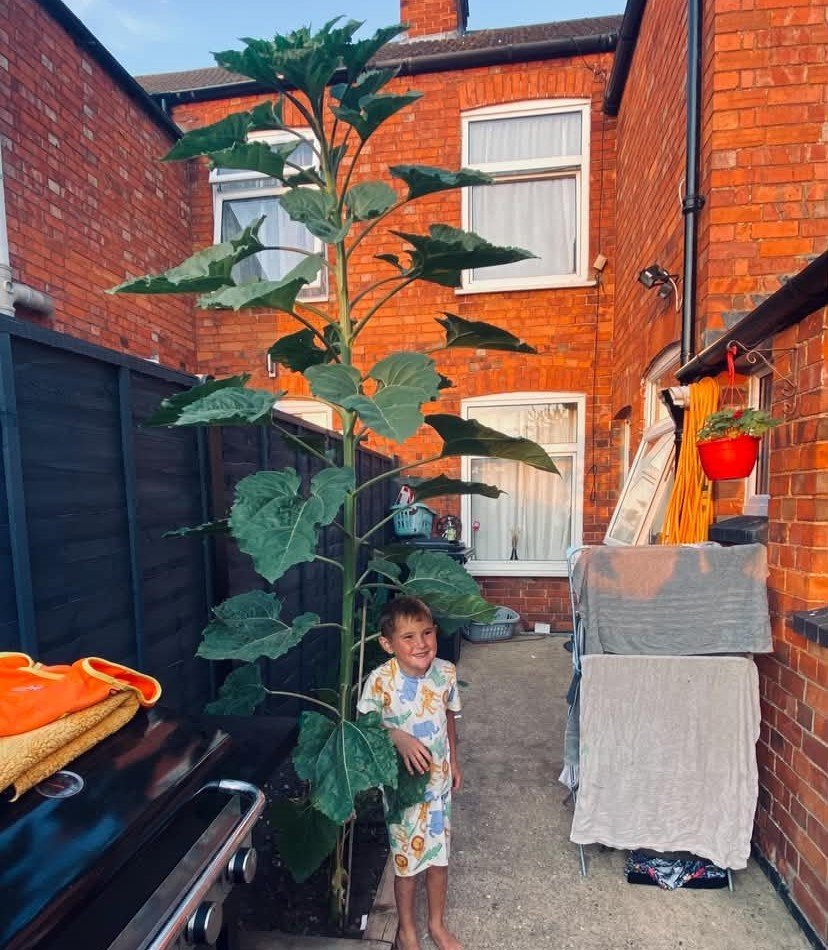 A schoolboy has been completely dwarfed by a monster 13ft sunflower that shot up in his family's back garden - after he brought home a tiny seed from his class project.