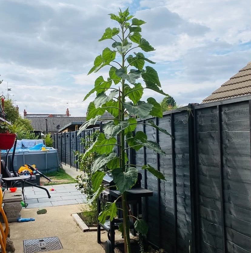A schoolboy has been completely dwarfed by a monster 13ft sunflower that shot up in his family's back garden - after he brought home a tiny seed from his class project.
