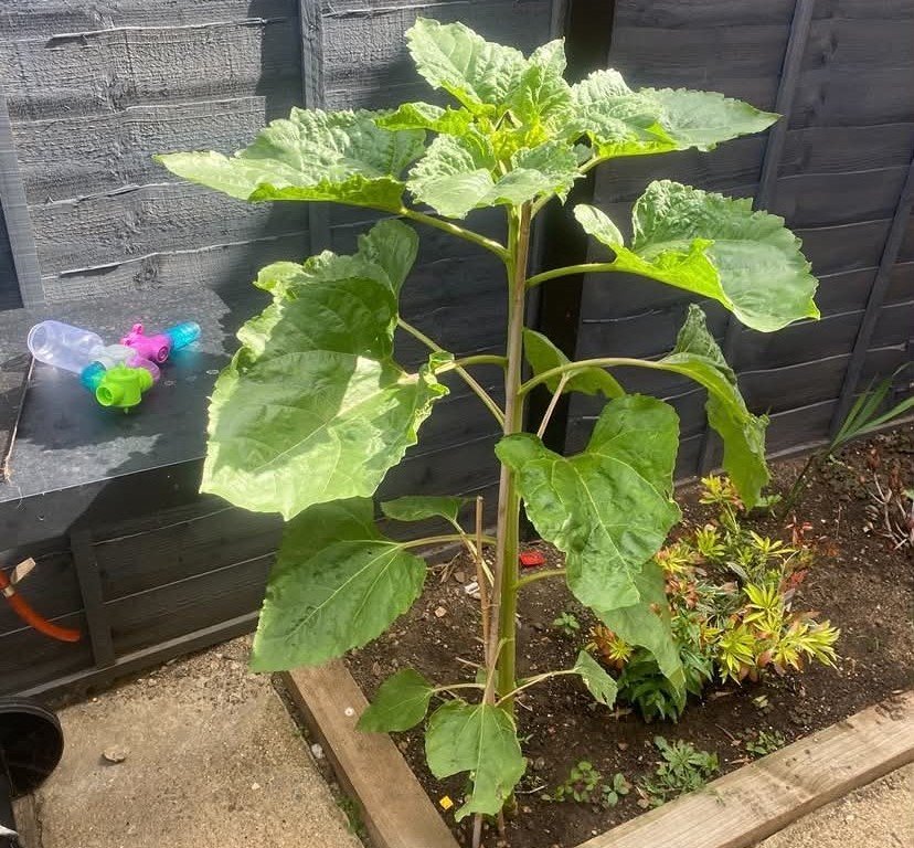 A schoolboy has been completely dwarfed by a monster 13ft sunflower that shot up in his family's back garden - after he brought home a tiny seed from his class project.