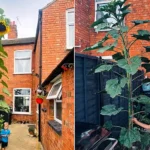 A schoolboy has been completely dwarfed by a monster 13ft sunflower that shot up in his family's back garden - after he brought home a tiny seed from his class project.
