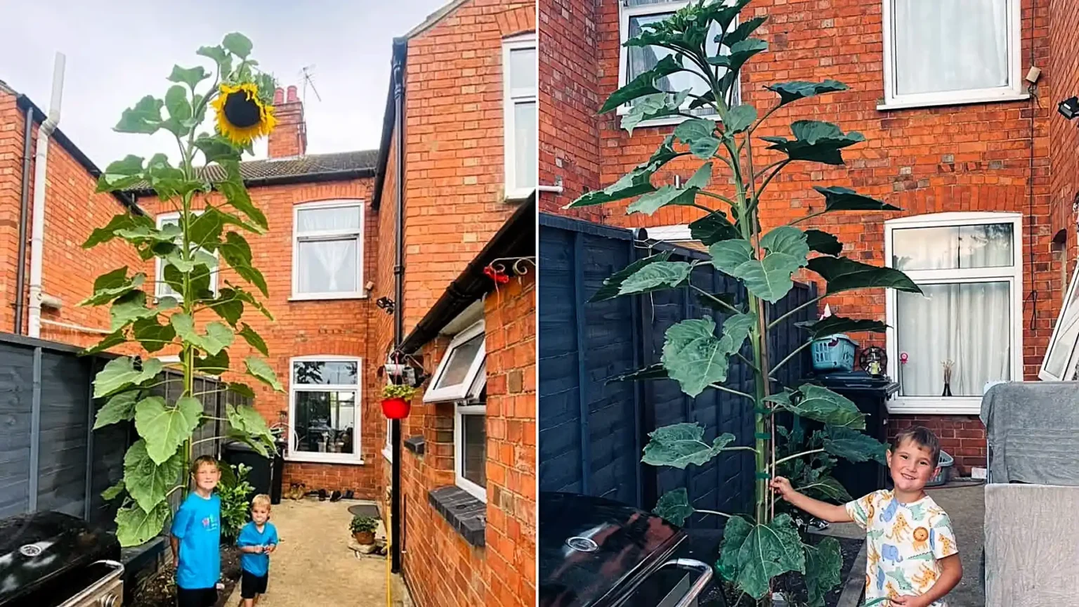 A schoolboy has been completely dwarfed by a monster 13ft sunflower that shot up in his family's back garden - after he brought home a tiny seed from his class project.