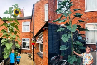 A schoolboy has been completely dwarfed by a monster 13ft sunflower that shot up in his family's back garden - after he brought home a tiny seed from his class project.