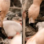 Seven adorable flamingo chicks have hatched in time for the Bank Holiday - but visitors hoping for a flash of pink might be in for a surprise.