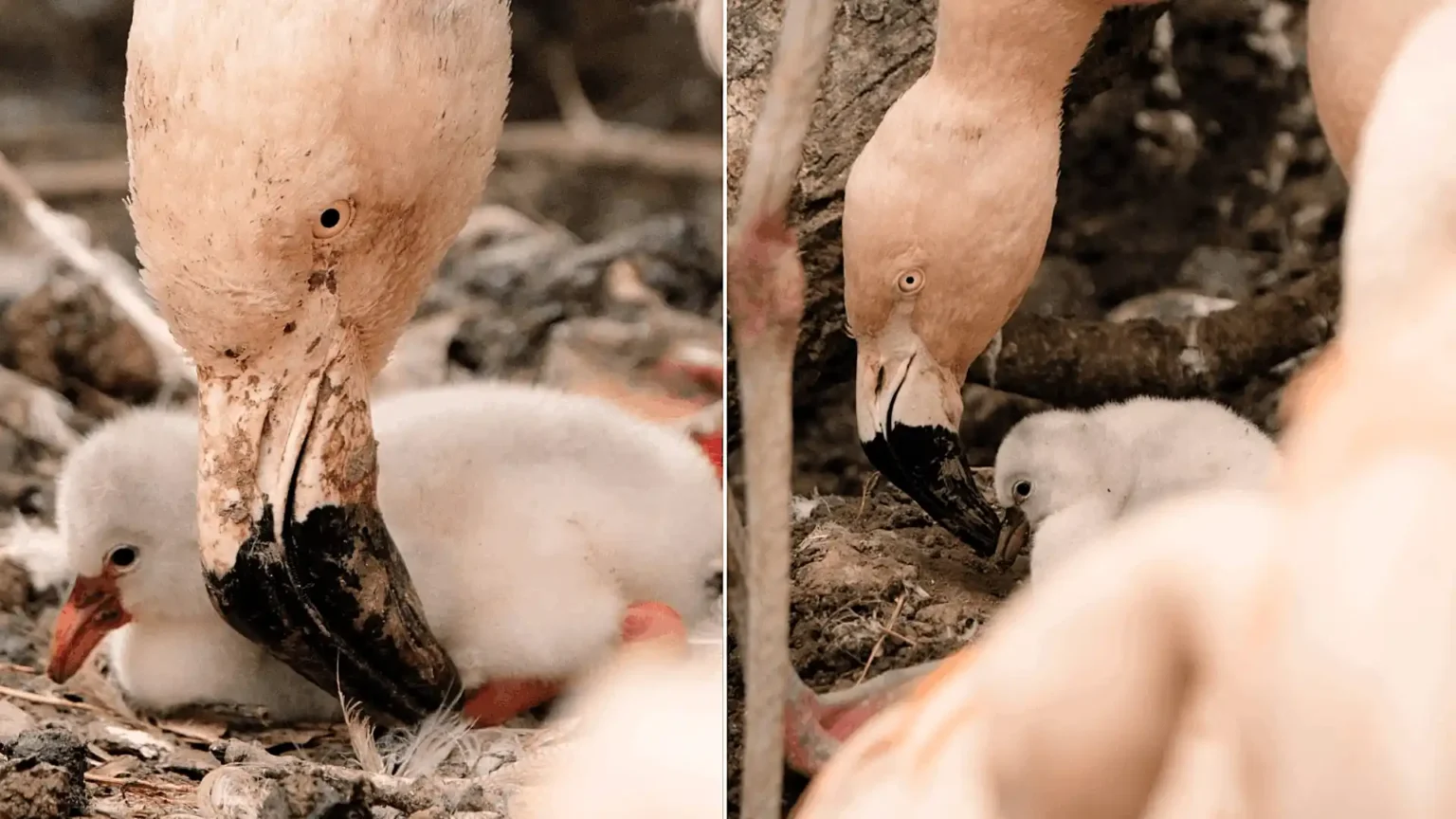 Seven adorable flamingo chicks have hatched in time for the Bank Holiday - but visitors hoping for a flash of pink might be in for a surprise.