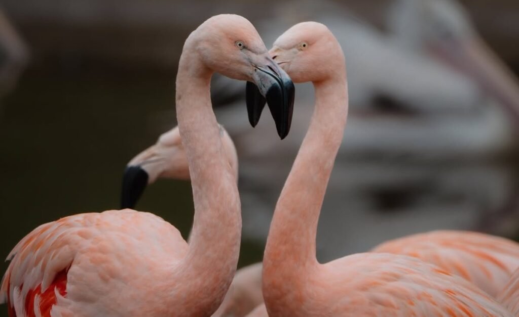 Seven adorable flamingo chicks have hatched in time for the Bank Holiday - but visitors hoping for a flash of pink might be in for a surprise.