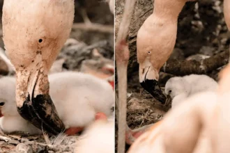 Seven adorable flamingo chicks have hatched in time for the Bank Holiday - but visitors hoping for a flash of pink might be in for a surprise.