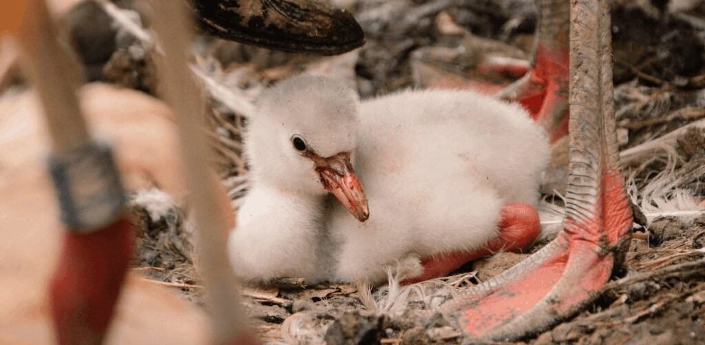 Seven adorable flamingo chicks have hatched in time for the Bank Holiday - but visitors hoping for a flash of pink might be in for a surprise.
