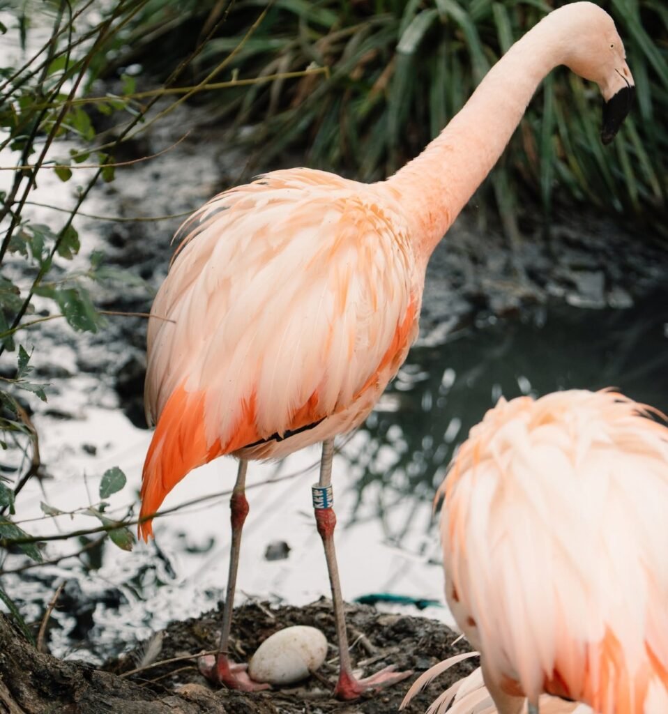 Seven adorable flamingo chicks have hatched in time for the Bank Holiday - but visitors hoping for a flash of pink might be in for a surprise.
