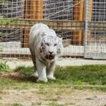 A traumatised white tiger left with PTSD from shellshock has stepped on grass for the first time since being rescued from war-torn Ukraine.