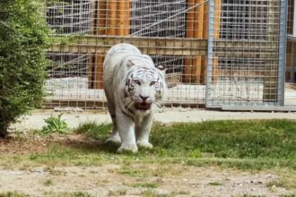 A traumatised white tiger left with PTSD from shellshock has stepped on grass for the first time since being rescued from war-torn Ukraine.