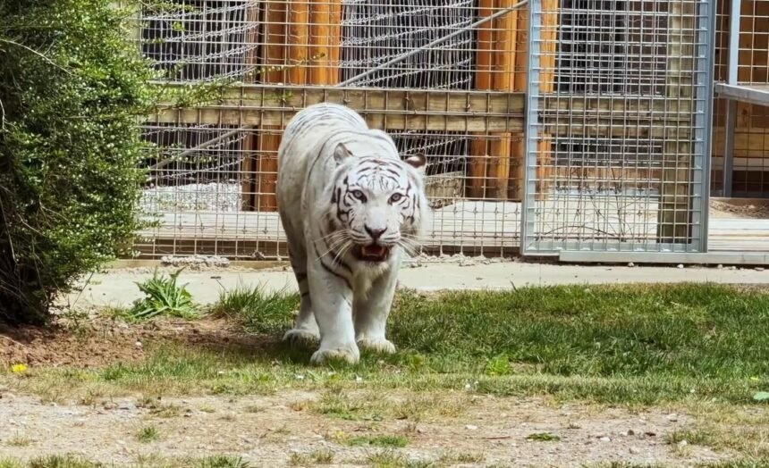 A traumatised white tiger left with PTSD from shellshock has stepped on grass for the first time since being rescued from war-torn Ukraine.