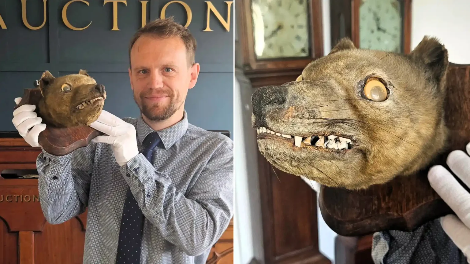 A stuffed fox head bought for £50 at an antiques market has sold for more than £60,000 after being revealed to be an incredibly rare extinct Tasmanian Tiger.