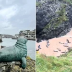 A student was left stunned after stumbling across around 40 playful seals gathered together inside a hidden cave in Cornwall - calling it a moment she'll never forget.
