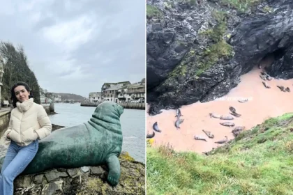 A student was left stunned after stumbling across around 40 playful seals gathered together inside a hidden cave in Cornwall - calling it a moment she'll never forget.