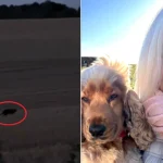 The legendary Beast of Rutland has been spotted prowling a stubble field by a stunned woman who was so shocked she raced inside to grab her phone and film the panther-like cat.