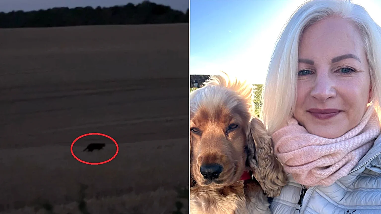 The legendary Beast of Rutland has been spotted prowling a stubble field by a stunned woman who was so shocked she raced inside to grab her phone and film the panther-like cat.