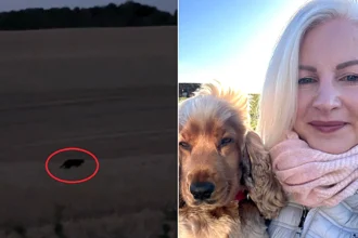 The legendary Beast of Rutland has been spotted prowling a stubble field by a stunned woman who was so shocked she raced inside to grab her phone and film the panther-like cat.