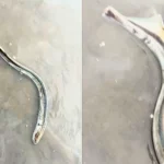 A teenager has found a rare "prehistoric vampire fish" washed up on his local beach - a jawless, blood-sucking sea lamprey dubbed a "living fossil".