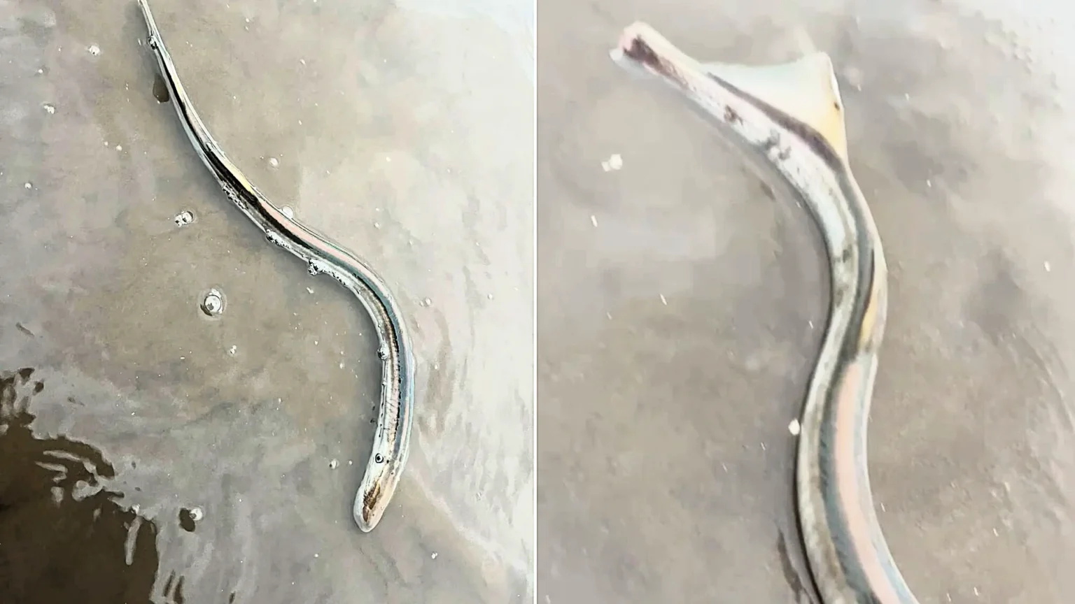 A teenager has found a rare "prehistoric vampire fish" washed up on his local beach - a jawless, blood-sucking sea lamprey dubbed a "living fossil".