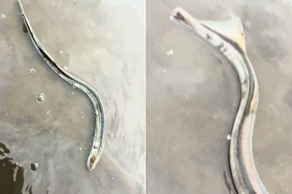 A teenager has found a rare "prehistoric vampire fish" washed up on his local beach - a jawless, blood-sucking sea lamprey dubbed a "living fossil".