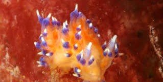 A tiny brightly-coloured sea slug spotted on a shipwreck off the British coast could be a brand new species never documented before, experts say.