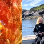 A tiny brightly-coloured sea slug spotted on a shipwreck off the British coast could be a brand new species never documented before, experts say.