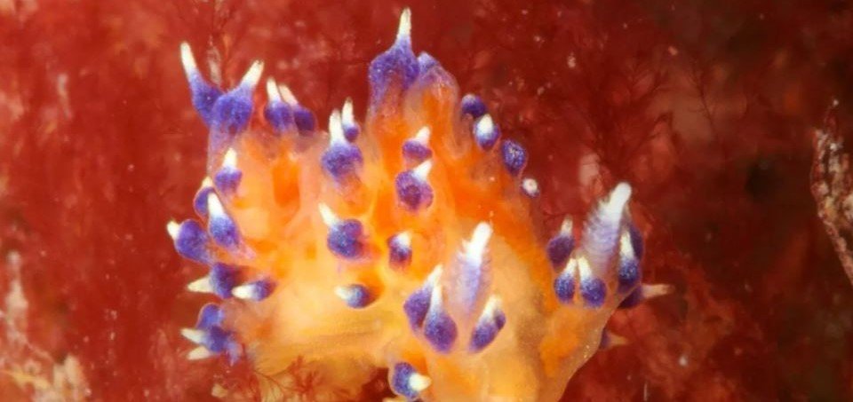 A tiny brightly-coloured sea slug spotted on a shipwreck off the British coast could be a brand new species never documented before, experts say.