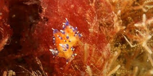 A tiny brightly-coloured sea slug spotted on a shipwreck off the British coast could be a brand new species never documented before, experts say.