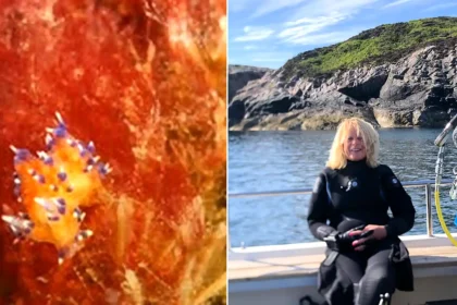 A tiny brightly-coloured sea slug spotted on a shipwreck off the British coast could be a brand new species never documented before, experts say.