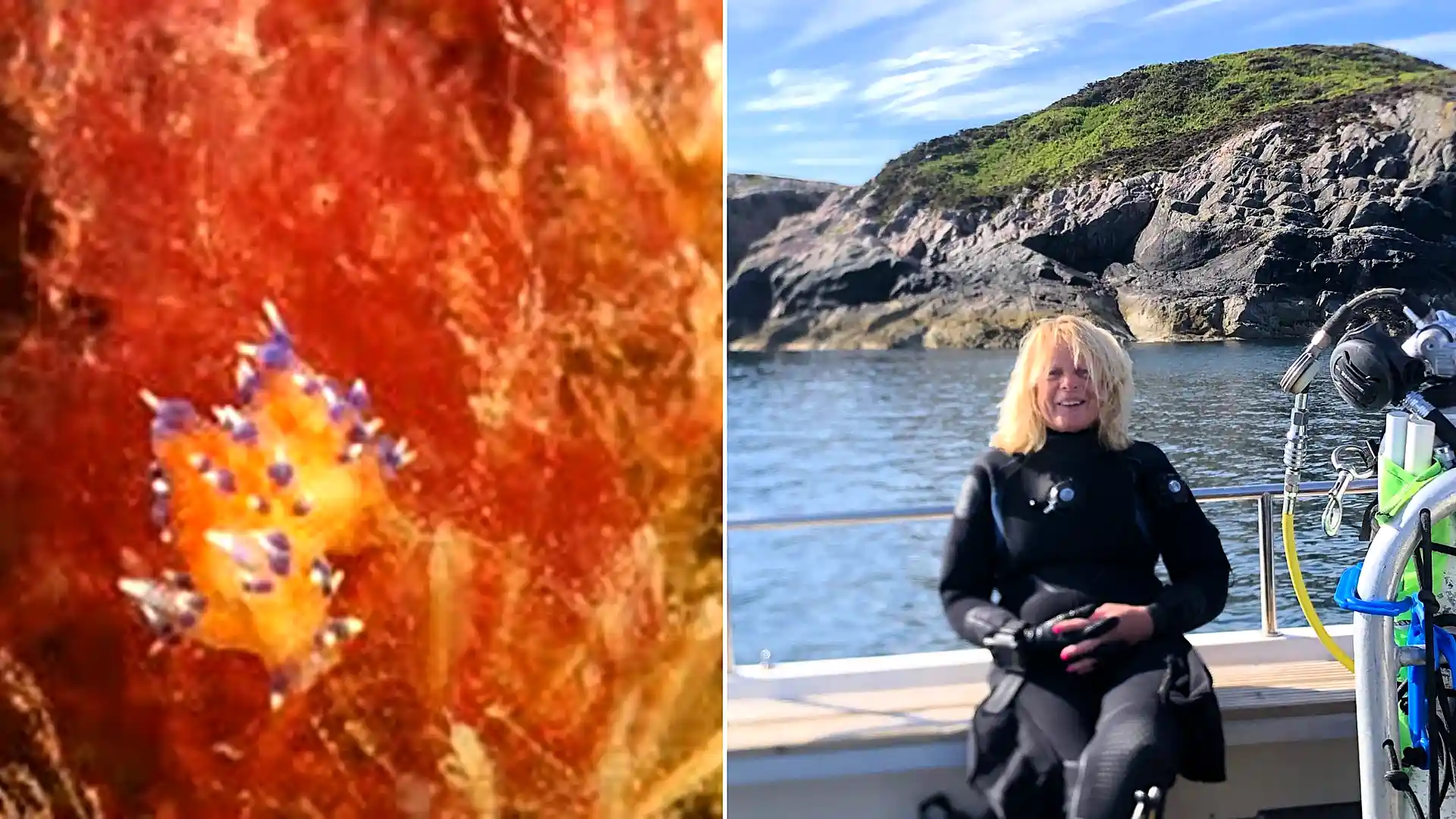 A tiny brightly-coloured sea slug spotted on a shipwreck off the British coast could be a brand new species never documented before, experts say.