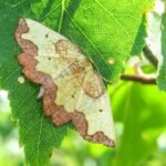 An ultra-rare custard and chocolate moth has been found at a British country estate 74 years after it was last seen there - sparking fresh hope for the endangered species.