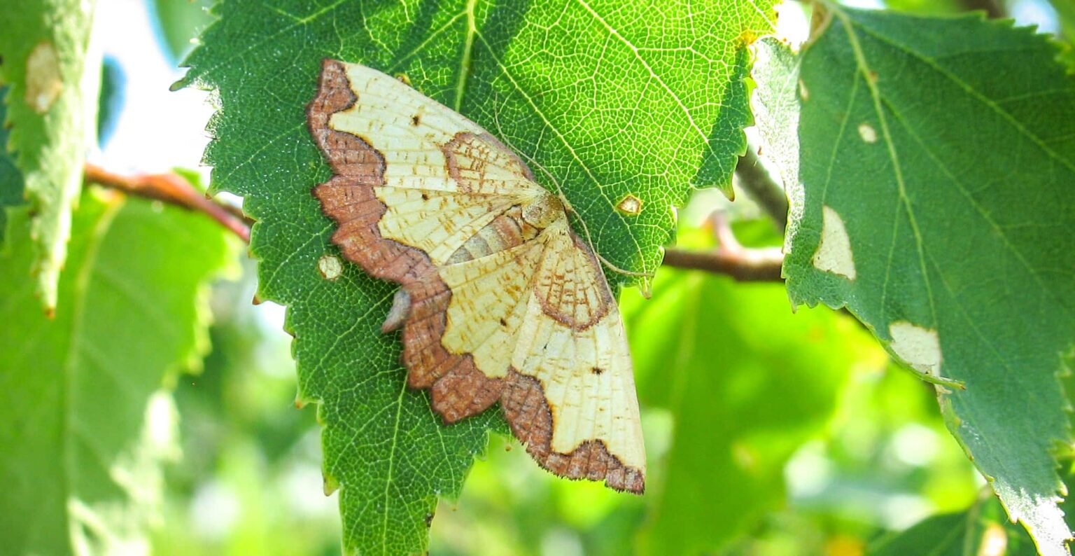 An ultra-rare custard and chocolate moth has been found at a British country estate 74 years after it was last seen there - sparking fresh hope for the endangered species.