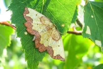 An ultra-rare custard and chocolate moth has been found at a British country estate 74 years after it was last seen there - sparking fresh hope for the endangered species.