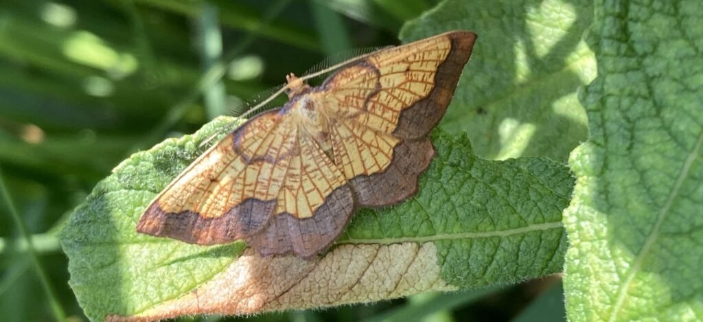 An ultra-rare custard and chocolate moth has been found at a British country estate 74 years after it was last seen there - sparking fresh hope for the endangered species.