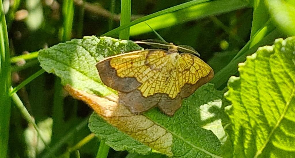 An ultra-rare custard and chocolate moth has been found at a British country estate 74 years after it was last seen there - sparking fresh hope for the endangered species.