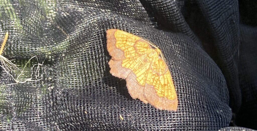 An ultra-rare custard and chocolate moth has been found at a British country estate 74 years after it was last seen there - sparking fresh hope for the endangered species.