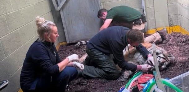 Vets had to tread very carefully as they treated the injured paw of a rare 18-year-old tiger - giving her a full MOT, manicure and pedicure while she slept.