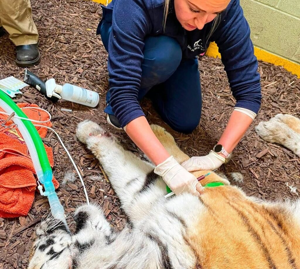 Vets had to tread very carefully as they treated the injured paw of a rare 18-year-old tiger - giving her a full MOT, manicure and pedicure while she slept.
